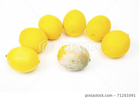 Rotten lemon next to fresh lemons on a white background. Rotten lemon next to fresh lemons on a white background. 71281091
