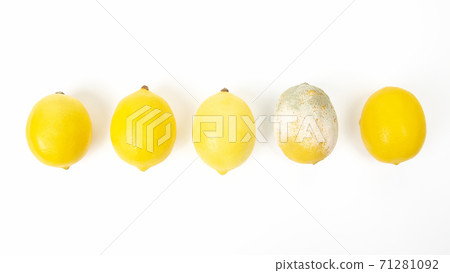 Rotten lemon next to fresh lemons on a white background Rotten lemon next to fresh lemons on a white background 71281092