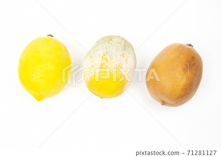 Rotten lemon next to fresh lemons on a white background Rotten lemon next to fresh lemons on a white background 71281127