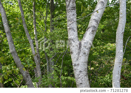 Birch tree and beech Akita prefecture 71281278