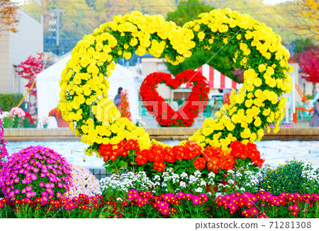 Heart-shaped chrysanthemum of chrysanthemum doll Heart-shaped chrysanthemum of chrysanthemum doll 71281308