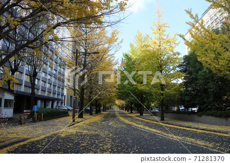 Aoba Ward, Sendai City, a row of ginkgo trees around the Sendai Joint Government Building 71281370