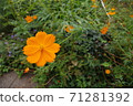  黃波斯菊 71281392