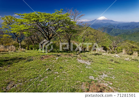 Tanzawa·Nabe山和富士山的新鮮綠色 71281501