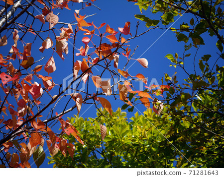 Deciduous autumn trees 71281643