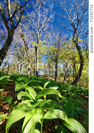Fresh green of beech and young leaves of Veratrum oxyseum on the ridge of Tanzawa and Nabewari 71281752