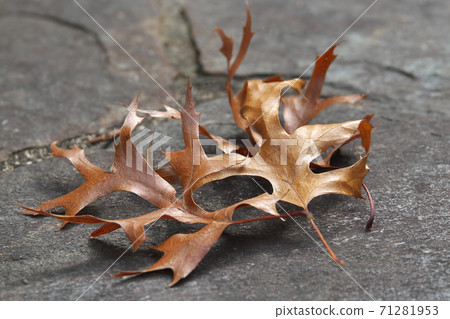 針葉櫟的獨特落葉形狀（American Gashiwa） 71281953