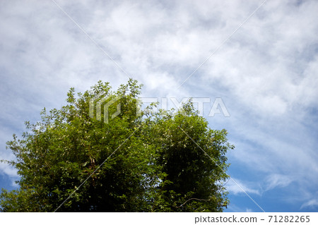 Fresh green, blue sky, exhilaration 71282265