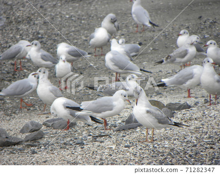 Black-headed gull migratory bird resting on the sandy beach of Kemigawahama 71282347