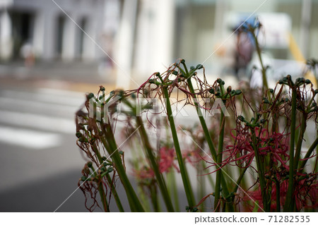 Higanbana，枯萎，向上 71282535