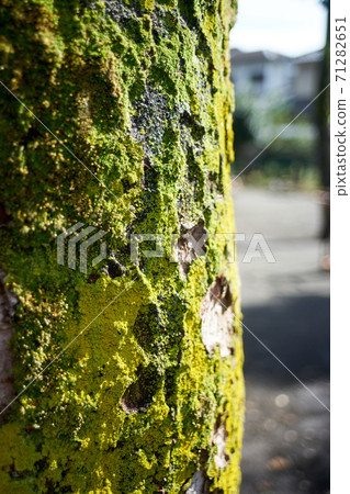 Trunk, covered with moss, up 71282651