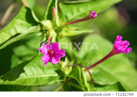 White powder flower that day is approaching and has begun to wither White powder flower that day is approaching and has begun to wither 71282784