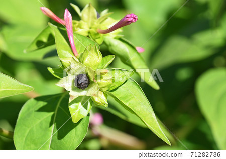 Black seeds of Oshiroibana 71282786