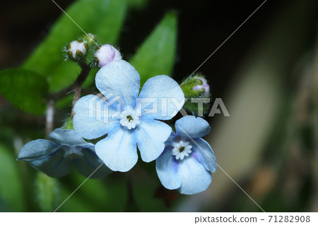 Yamarinisou花 71282908