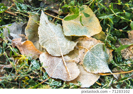 Autumn frozen leaves on green grass in park. 71283102