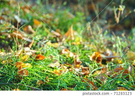 Foliage on green grass in autumn forest. Foliage on green grass in autumn forest. 71283123