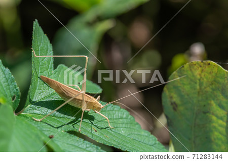 Ducetia japonicum（棕色型） 71283144