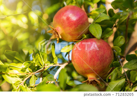 two red pomegranates on a tree with green leaves, sun rays, selective focusing two red pomegranates on a tree with green leaves, sun rays, selective focusing 71283205