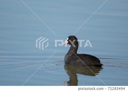 Beautiful coot in autumn 71283494