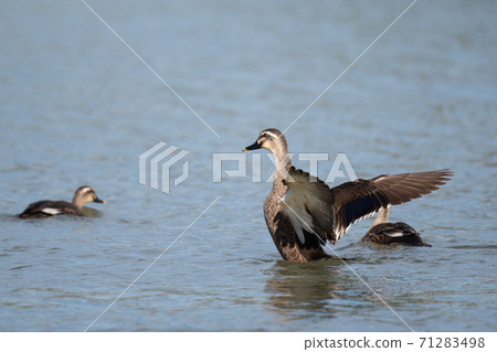 Spot-billed ducks flapping their wings in autumn 01 Spot-billed ducks flapping their wings in autumn 01 71283498