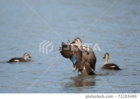 Spot-billed ducks flapping their wings in autumn 02 Spot-billed ducks flapping their wings in autumn 02 71283499