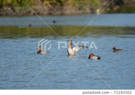 Common pochard 01 that came flying in autumn Common pochard 01 that came flying in autumn 71283502