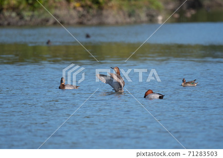 Common pochard 02 that came flying in autumn Common pochard 02 that came flying in autumn 71283503