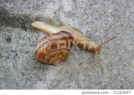 在混凝土牆上移動的牛 在混凝土牆上移動的牛 71283647