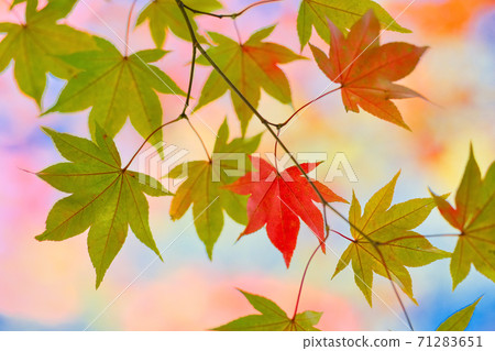 Autumn leaves Autumn leaves 71283651
