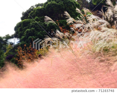 粉紅穆里 粉紅穆里 71283748