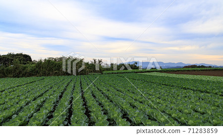 Daikon radish field in Miura City, Kanagawa Prefecture, a specialty of the Shonan Miura Peninsula (Autumn) 71283859