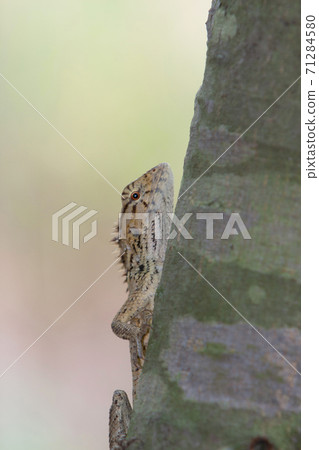 A lovely wild tree agama, on the nature A lovely wild tree agama, on the nature 71284580