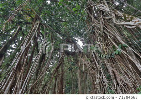 30 Oct 2020 the Indian Rubber Tree at Lugard Road, hong kong 30 Oct 2020 the Indian Rubber Tree at Lugard Road, hong kong 71284665