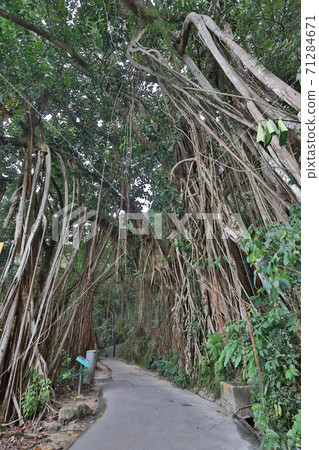 30 Oct 2020 the Indian Rubber Tree at Lugard Road, hong kong 71284671