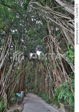 30 Oct 2020 the Indian Rubber Tree at Lugard Road, hong kong 30 Oct 2020 the Indian Rubber Tree at Lugard Road, hong kong 71284673