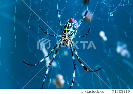 蜘蛛2 71285119