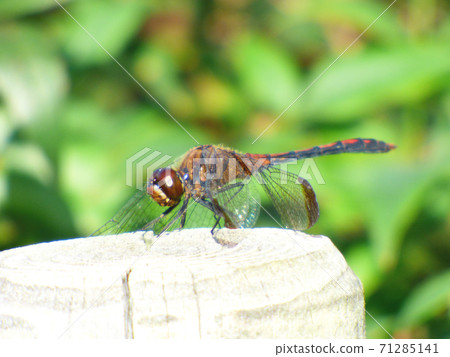 紅蜻蜓休息 71285141