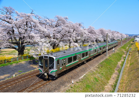 櫻花景白石河岸 71285232