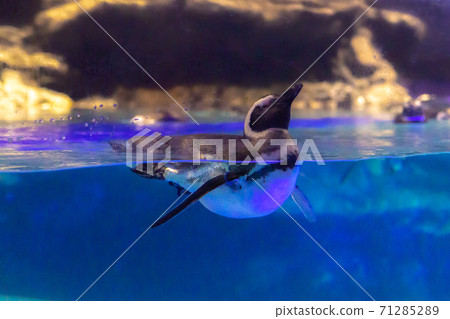 Magellanic penguins swimming around the surface of the water 71285289
