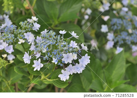 初夏花繡球 71285528