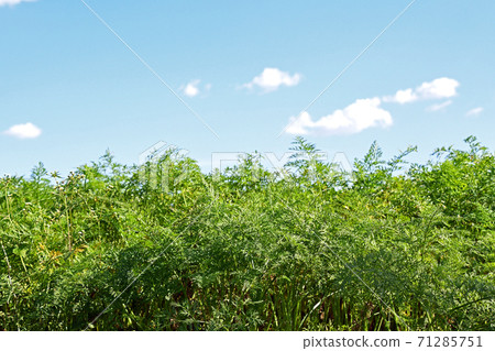 Carrot field 71285751