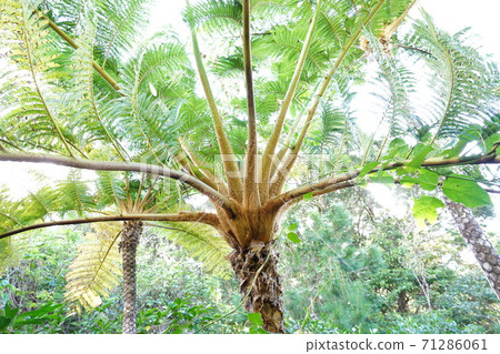Hego tree 71286061