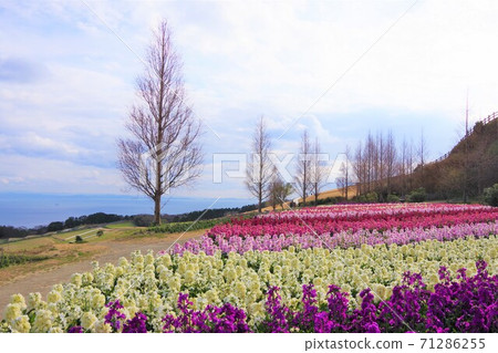 兵庫縣淡路島冬花佐治木 71286255
