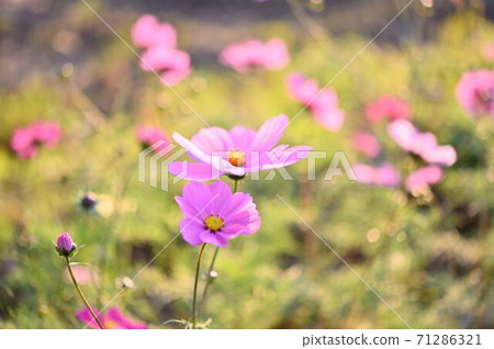 (Kuki City, Saitama Prefecture) Cosmos field (yellow / light purple) (Kuki City, Saitama Prefecture) Cosmos field (yellow / light purple) 71286321