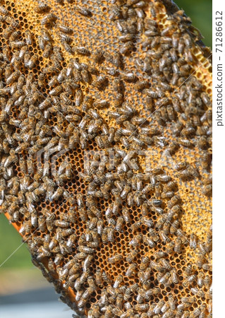Honey bees on a hive cluster 71286612