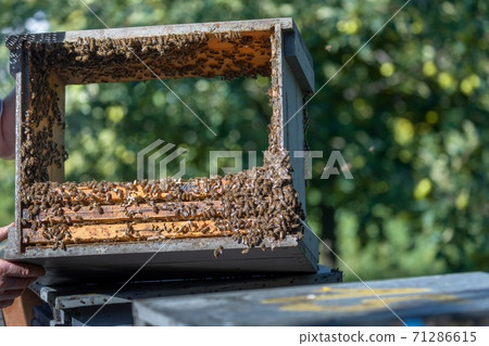 Honey bees on a hive cluster 71286615