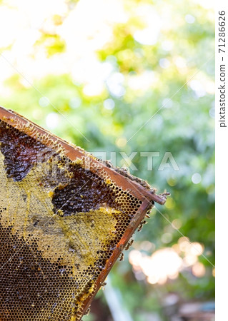 Honey bees on a hive cluster 71286626