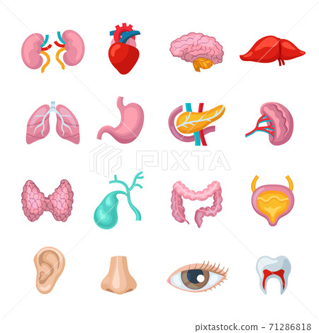 Human Organs Set 71286818