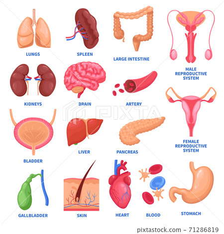 Human Internal Organs Set 71286819