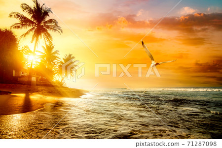 Indian ocean in Sri Lanka 71287098